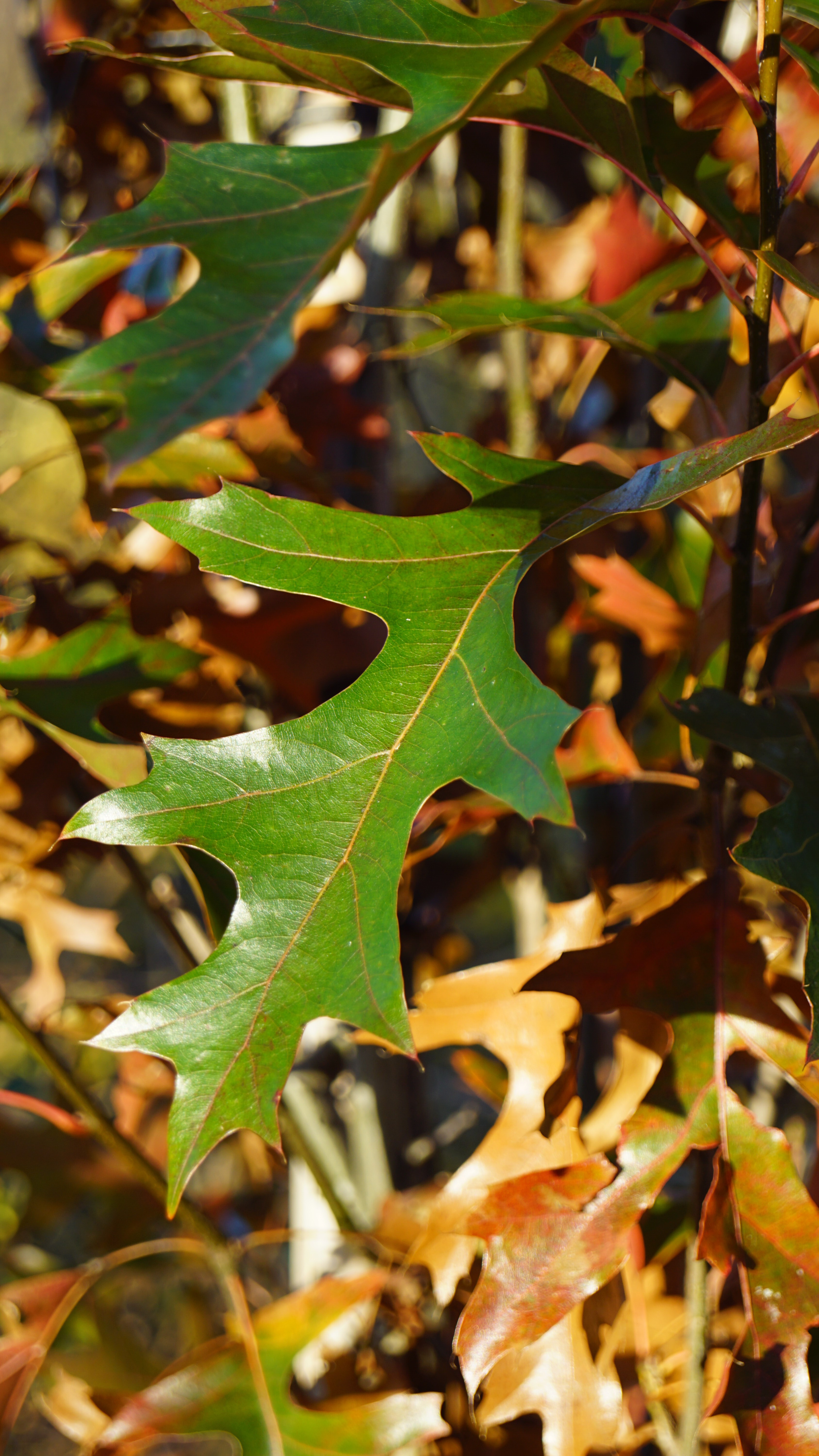 Quercus palustris 'Pringreen' (2)